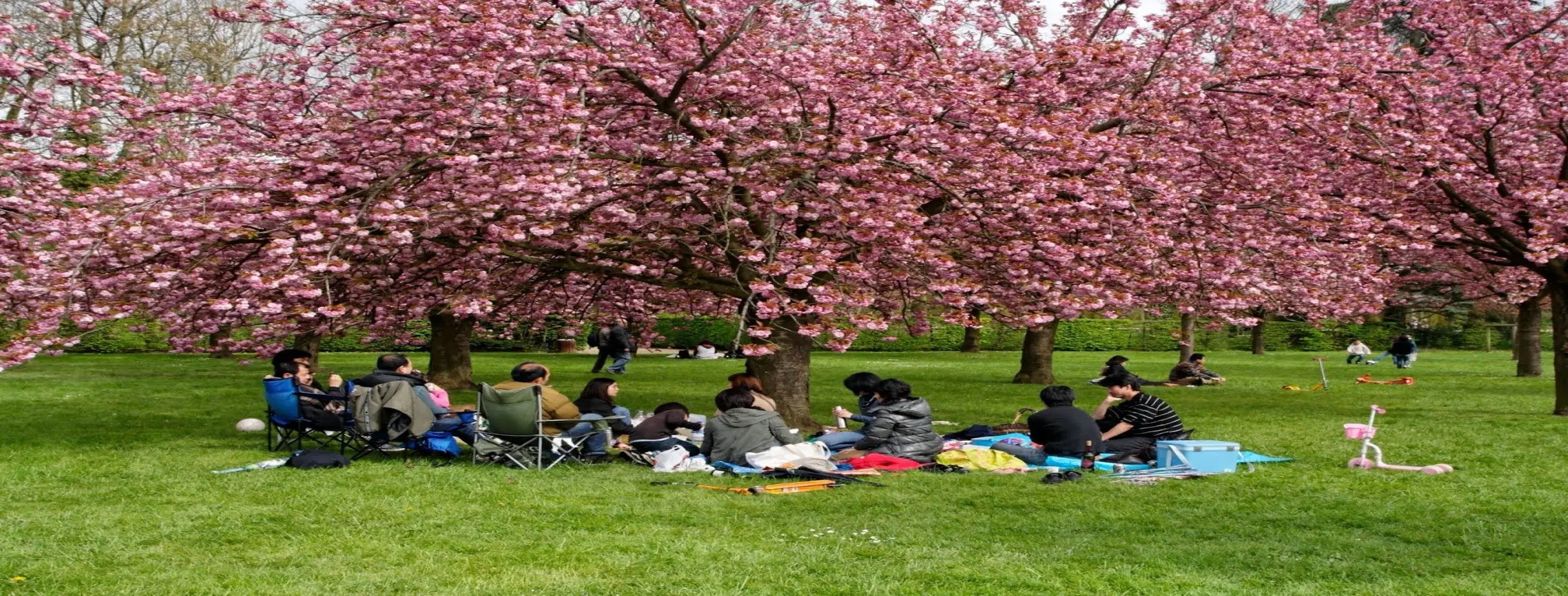 Image for Cherry Blossom Picnic